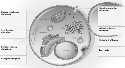 Label the figure below with where the Tetanus,Shiga,and Cholera toxins affect cellular function.   