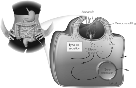 Using the figure below,explain how Salmonella enterica uses its type III secretion systems to invade the eukaryotic host cell and become an intracellular parasite.   