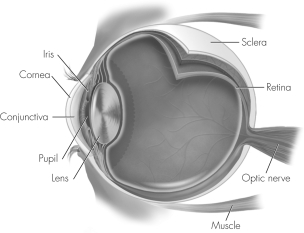 Applying your knowledge to the figure below,if a herpes zoster infection is left untreated in an immunocompromised patient,which part of the eye can be damaged?   A)  cornea B)  retina C)  optic nerve D)  lens