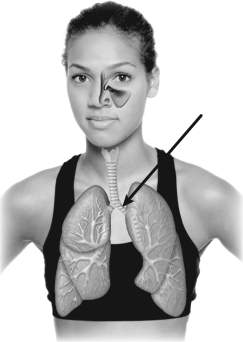 The structure indicated on this figure is   A)  a bronchiole. B)  the trachea. C)  a main bronchus. D)  an alveolar duct.