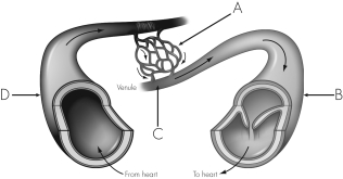 The figure below shows blood vessels.If lymphatic capillaries were to be added to this figure,they would be most closely associated with   A)  A. B)  B. C)  C. D)  D.
