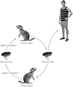 The cycle of plague shown is capable of directly initiating the development of enlarged nodes called ________ in a human.   