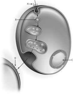 To what structure is arrow A pointing in the figure below?   A)  elementary bodies B)  reticulate bodies C)  the nucleus D)  inclusions