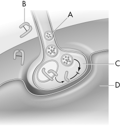 What is labeled as  C  in this figure?   A)  acetylcholine B)  toxin C)  motor neuron D)  muscle