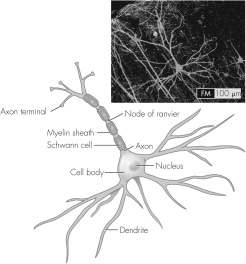 In this figure,where does botulinum toxin act to prevent acetylcholine release?   A)  dendrite B)  Schwann cells C)  axon D)  axon terminal