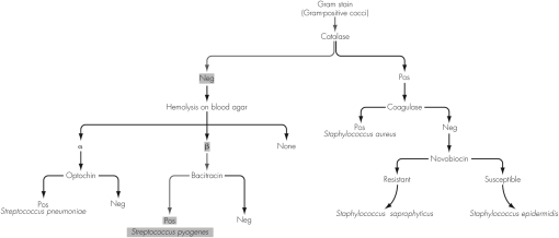 Use the figure shown to identify the organism described.A nasophargyngeal swab is used to isolate a Gram-positive coccus.Tests reveal the organism produces bubbles when a colony is mixed with H₂O₂ and converts fibrinogen into fibrin to produce a coagulated tube of plasma.The organism is identified as   A)  Streptococcus pneumoniae. B)  Streptococcus pyogenes. C)  Staphylococcus epidermidis. D)  Staphylococcus aureus.