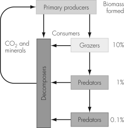 The figure provided shows a food web.Which of the following statements is true?   A)  Ten percent of the carbon dioxide fixed by grazers is used by decomposers. B)  Ten percent of the carbon dioxide fixed by primary producers is used by predators. C)  Ninety-nine percent of the carbon dioxide fixed by primary producers is lost by the second trophic level. D)  Grazers consume ten percent of the decomposers.