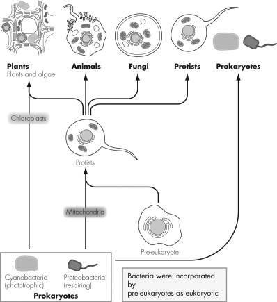 Consider the figure below.What does the arrow pointing from cyanobacteria to plants and algae indicate according to the endosymbiotic origin of eukaryotic cells?   A)  Cyanobacteria are the early evolutionary ancestors of plants and algae. B)  Cyanobacteria merged together to form plants and algae. C)  Cyanobacteria serve as a common source of energy for plants and algae. D)  Cyanobacteria were internalized by early cells to form the chloroplast present in plants and algae.