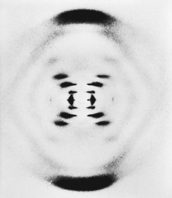 The X-ray diffraction pattern in the image seen here helped determine the structure of   A)  alanine. B)  penicillin. C)  vitamin B₁₂. D)  deoxyribonucleic acid.