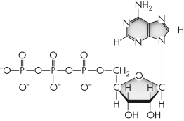 What organic molecule is shown here?   A)  a sugar B)  an amino acid C)  a nucleotide D)  a nucleic acid