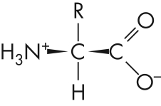 The molecule shown here is a(n)    A)  amino acid. B)  monosaccharide. C)  deoxyribonucleotide. D)  ribonucleotide.