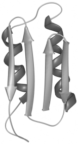 In this model of a cellular macromolecule,spirals represent alpha helices and arrows represent beta sheets.What does the model represent?   A)  an amino acid B)  a protein C)  a ribonucleic acid D)  a polysaccharide