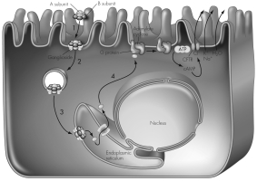 This image shows the effects of cholera toxin on intestinal cells.Which numbered arrow indicates the step of the toxin entering a cell via endocytosis?   A)  1 B)  2 C)  3 D)  4