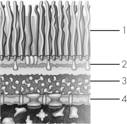 In this model of a Gram-negative bacterial cell envelope,which line is drawn to lipopolysaccharides?   A)  1 B)  2 C)  3 D)  4