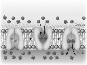 In the image shown the circles and squares indicate molecules.The circles are at a higher concentration outside the cell and the squares are at a higher concentration inside the cell.Which of the following statements is correct?   A)  Energy is released if the circles move into the cell or if the squares move out of the cell. B)  Energy is released if the circles move into the cell or if the squares move into the cell. C)  Energy is released if the circles move out of the cell or if the squares move out of the cell. D)  Energy is released if the circles move out of the cell or if the squares move into the cell.