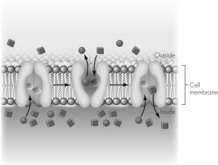 In this image a transmembrane protein moves circles out of the cell,providing energy to move squares into the cell.Which of the following is correct?   A)  Both the circles and the squares move down their concentration gradients. B)  Both the circles and the squares move against their concentration gradients. C)  The circles move down their concentration gradient and the squares move against their concentration gradient. D)  The circles move against their concentration gradient and the squares move down their concentration gradient.