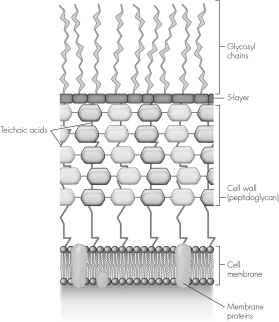 This image models a   A)  Gram-positive cell envelope. B)  Gram-negative cell envelope. C)  eukaryotic cell membrane. D)  mycobacterial envelope.