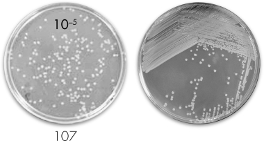 What advantage does the plating method shown on the left panel below have over the plating method shown in the right panel?   A)  It can be used to isolate pure colonies. B)  It can be used to culture viable organisms. C)  It can be used to produce confluent growth. D)  It can be used to quantify the number of organisms in a given bacterial sample.