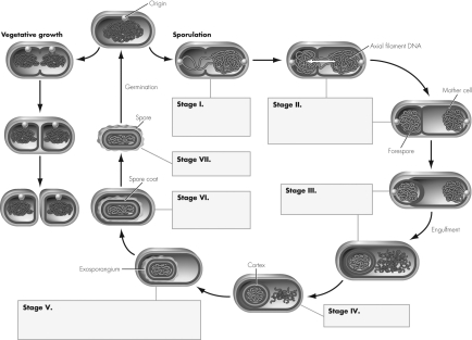 Examine the figure on endospore formation shown.Explain what is happening at stage III and how it leads to the remarkable heat and chemical resistance of endospores.   