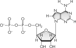 What molecule is depicted here?   A)  ADP B)  ATP C)  NAD<sup>+</sup> D)  NADH