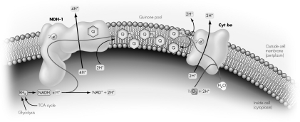A bacterial electron transport system (ETS) is depicted.If the quinone pool were artificially depleted,what are the expected consequences?   A)  a buildup of NADH and increased H₂ O production B)  a buildup of NADH and decreased H₂ O production C)  a buildup of NAD<sup>+</sup> and increased H₂ O production D)  a buildup of NAD<sup>+</sup> and decreased H₂ O production
