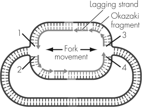 Which of the choices below has the correct 5¢ and 3¢ DNA end designations?   A)  1 = 5¢ 2 = 3¢ 3 = 5¢ 4 = 3¢ B)  1 = 3¢ 2 = 5¢ 3 = 5¢ 4 = 3¢ C)  1 = 5¢ 2 = 5¢ 3 = 3¢ 4 = 3¢ D)  1 = 3¢ 2 = 3¢ 3 = 5¢ 4 = 5¢