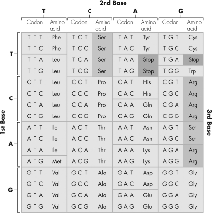 TAT is a codon for the amino acid tyrosine (Tyr) .If a mutation changes TAT to CAT,what kind of mutation has occurred?   A)  frameshift B)  missense C)  nonsense D)  silent