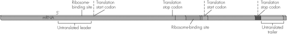 Is the mRNA shown a model of a bacterial mRNA or a eukaryotic mRNA? Please explain your rationale.   