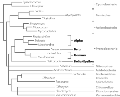 Using the figure shown,which genus is most closely related to Chlamydia?   A)  Treponema B)  Verrucomicrobium C)  Clostridium D)  Pseudomonas