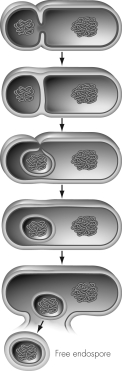 Which of the following most likely preceded the division shown?   A)  Nutrients became depleted. B)  Environmental temperature decreased to 10oC. C)  Nutrient availability increased. D)  Environmental moisture increased.