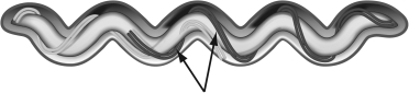 The bacterial cell type shown is an example of a(n)________.   