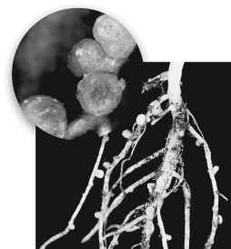 The figure of legume roots shown indicates a relationship between legumes and bacteria.Describe this relationship and how both partners benefit from the relationship.   