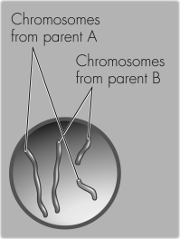 The cell shown is best described as a   A)  gamete. B)  prokaryote. C)  diploid cell. D)  haploid cell.
