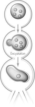 What is the function of the process shown in the life cycle of Entamoeba histolytica?   A)  This process forms a cyst that leaves the host and remains viable in water supplies for weeks. B)  This process forms a trophozoite that leaves the host and remains viable in water supplies for weeks. C)  This process allows an ingested amebic trophozoite to develop into a cyst that can feed on red blood cells. D)  This process allows an ingested amebic cyst to develop into a trophozoite that can feed on red blood cells.