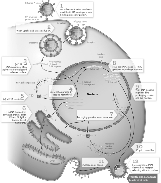 Examine the figure shown.If a chemical that inhibits the fusion of endosomes and lysosomes were added to influenza grown in cell culture,what effect would this have?   