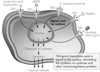 Examine the figure shown.Which Toll-like receptor is activated specifically by Gram-positive organisms?   A)  TLR 4 B)  TLR 3 C)  TLR 2 D)  TLR 1