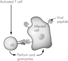 The molecule indicated on this illustration of the first signal during the activation of a cytotoxic T cell (T<sub>C</sub>) must be   A)  Class I MHC. B)  Class II MHC. C)  a CD8 molecule. D)  a B7 protein.