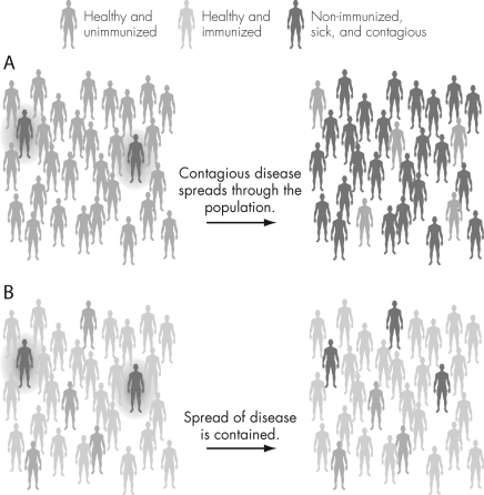 Using the figure below,describe what is happening in each figure.Explain the concept of herd immunity and how it protects the unvaccinated population.   