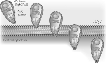 What is the purpose of the actin-myosin motor shown in the figure below?   A)  The pathogen uses this structure to enter the host cell. B)  The pathogen uses this structure to produce toxins. C)  The pathogen uses this structure as a secretion apparatus. D)  The pathogen uses this structure to prevent phagocytosis.