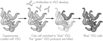 The figure below illustrates T.brucei inside a host.Explain what is happening in the figure.   