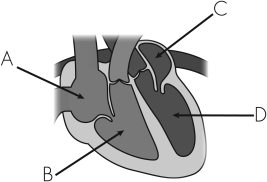 The heart chambers that receive blood returning to the heart are labeled   A)  A and B. B)  B and C. C)  C and A. D)  D and B.