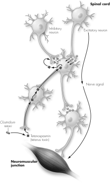 Describe what is happening in this figure's depiction of retrograde movement of tetanus toxin.   