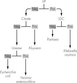 The figure shown illustrates a small portion of an algorithm used to identify Gram-negative rods.This diagram is referred to as a(n)    A)  dichotomous key. B)  API 20E reading. C)  selective algorithm. D)  binary test.