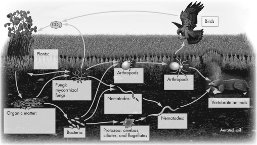 Which of the following relationships is shown in this soil food web?   A)  Vertebrate animals are consumed by birds. B)  Some nematodes consume fungi and bacteria. C)  Fungi utilize carbon dioxide produced by plants. D)  Bacteria consume protozoa.