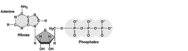   Figure 9.1 -Refer to Figure 9.1. What characteristic of this molecule ATP)  is responsible for its high energy level compared to AMP? A)  the C-H bonds of the ribose sugar B)  the phosphorus atoms in the phosphate groups C)  the nitrogen atoms in adenine D)  the closely spaced negative charges associated with the phosphate groups