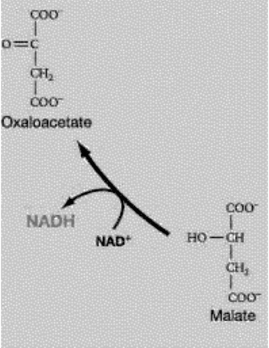   Figure 9.3 -Refer to Figure 9.3. Which of these statements concerning the following reaction is true? Malate + NAD<sup>+</sup><sup> </sup>-oxaloacetate + NADH + H<sup>+</sup> A)  Malate is more oxidized than oxaloacetate. B)  NAD+ is more reduced than NADH. C)  Malate is more reduced than oxaloacetate. D)  Oxaloacetate is more reduced than malate.