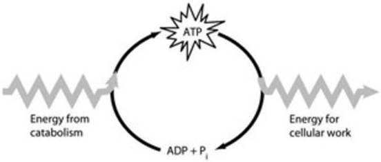 Use the figure below to answer the following questions) .    -How do cells use the ATP cycle shown in the figure above? A)  Cells use the cycle to recycle the energy released by ATP hydrolysis. B)  Cells use the cycle to generate or consume water molecules as needed. C)  Cells use the cycle to recycle ADP, phosphate, and the energy released by ATP hydrolysis. D)  Cells use the cycle primarily to generate heat. E)  Cells use the cycle to recycle ADP and phosphate.