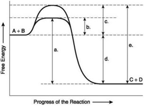 The following questions)  are based on the reaction A + B -C + D shown in the figure provided.    -Which of the following terms best describes the forward reaction in the figure? A)  endergonic, AG > 0 B)  endergonic, AG < 0 C)  exergonic, AG < 0 D)  chemical equilibrium, AG = 0 E)  exergonic, AG > 0