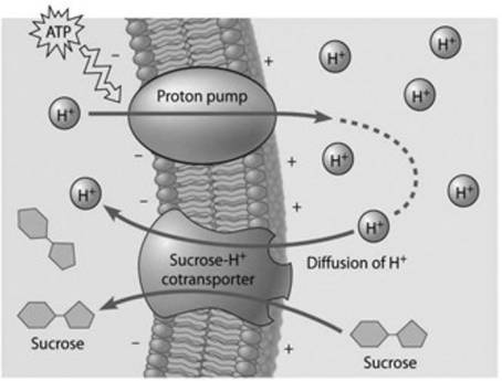  Based on the figure provided, which of the following experimental treatments would increase the rate of sucrose transport into the cell? A)  adding a substance that makes the membrane more permeable to hydrogen ions B)  decreasing extracellular sucrose concentration C)  decreasing cytoplasmic pH D)  adding an inhibitor that blocks the regeneration of ATP E)  decreasing extracellular pH