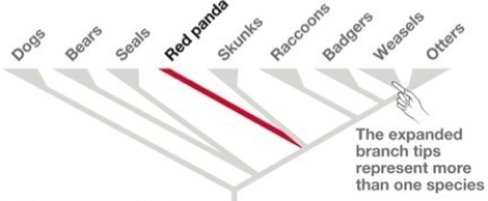   Figure 54.1 Dogs ~43 Bears ~19 Seals ~36 Red Panda ~1 Skunks ~13 Raccoons ~15 Badgers ~10 Weasels ~38 Otters ~8 -According to the figure above, which of the following groups is particularly important to preserve? A) Weasels B) Dogs C) Red Panda D) Raccoons